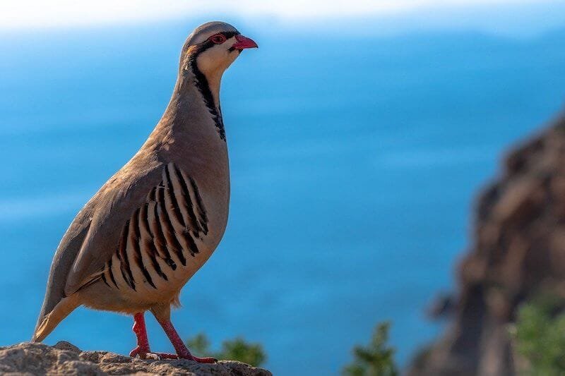 Keeping Partridges Wikinut