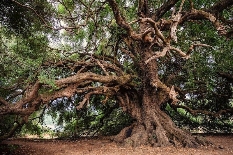 Tree Symbolism In The Bible tree-symbolism-in-the-bible